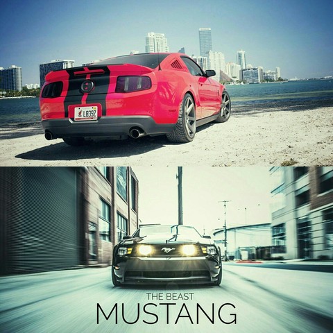 mustang