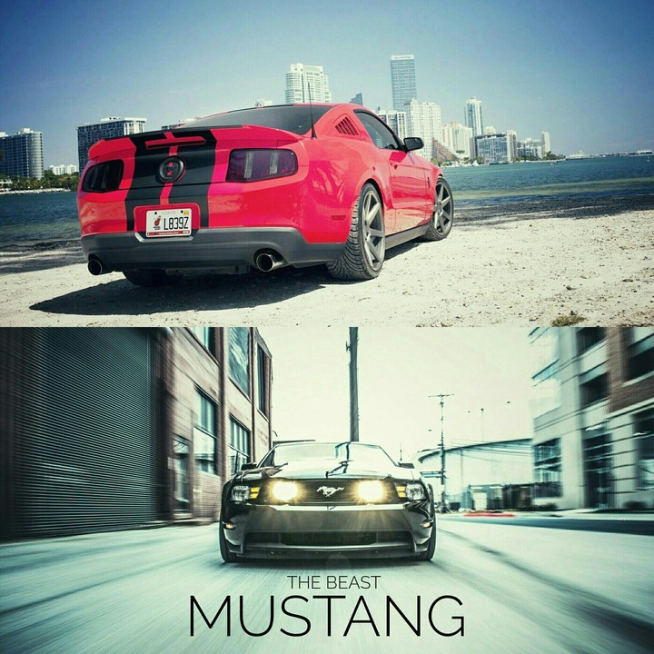 mustang
