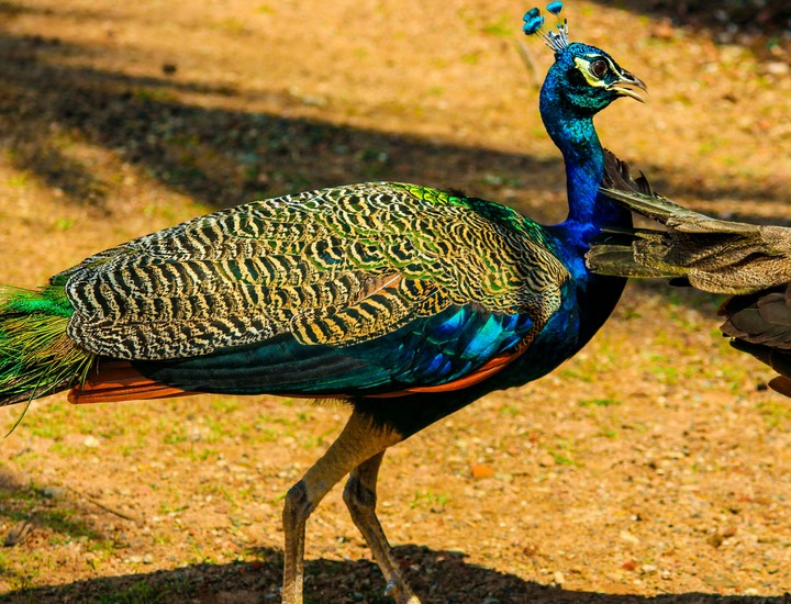 peacock