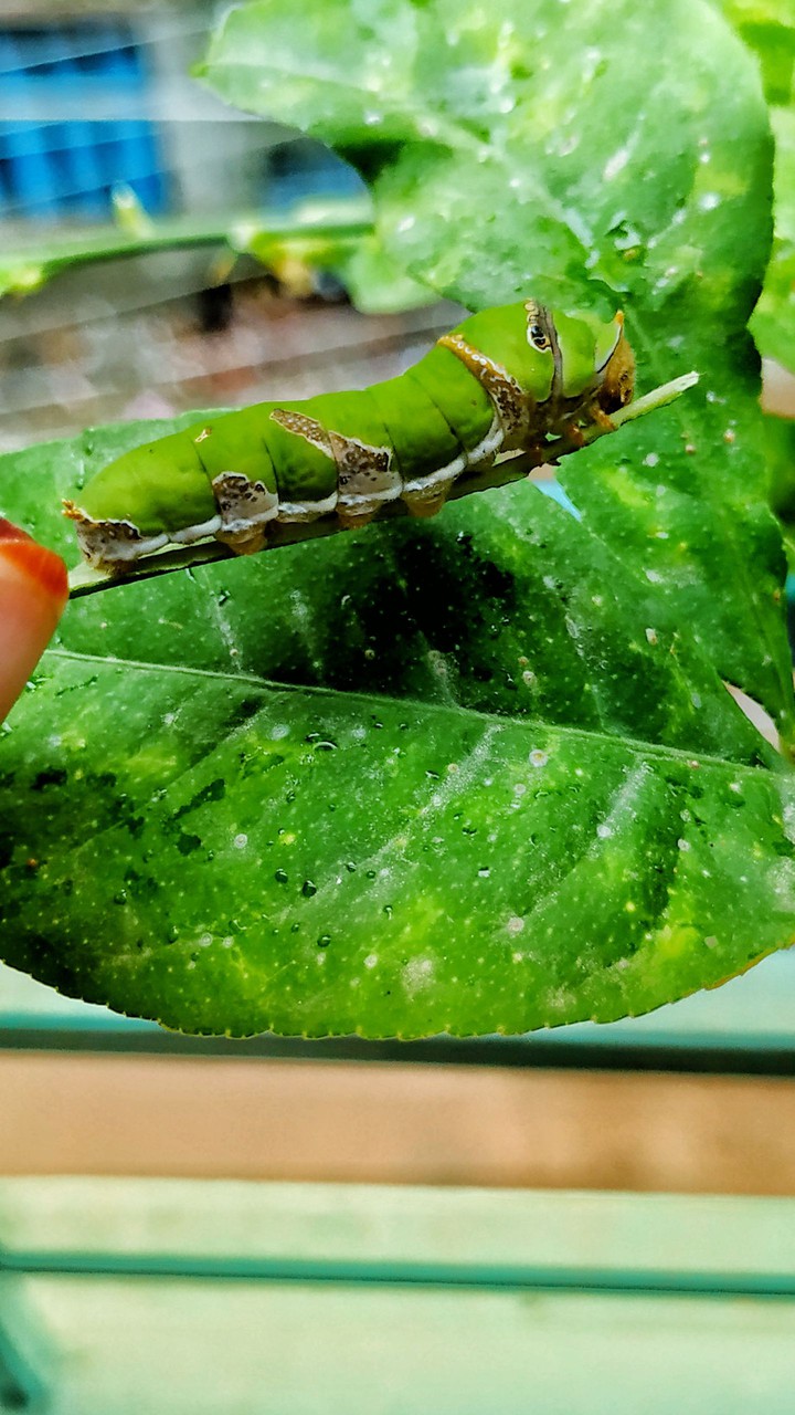 caterpillar