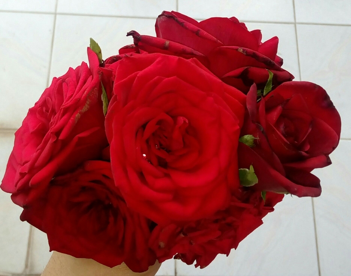 red roses