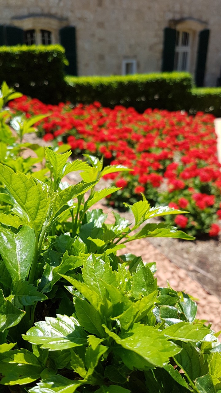 Bahai gardens