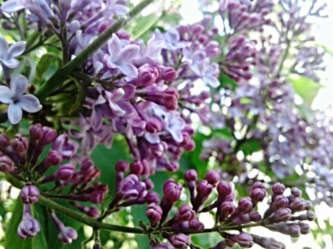 lilac