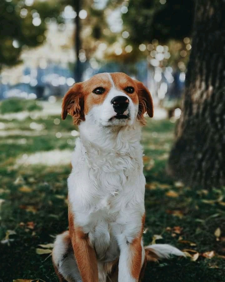 Dog