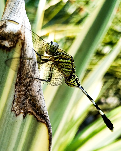 dragonfly