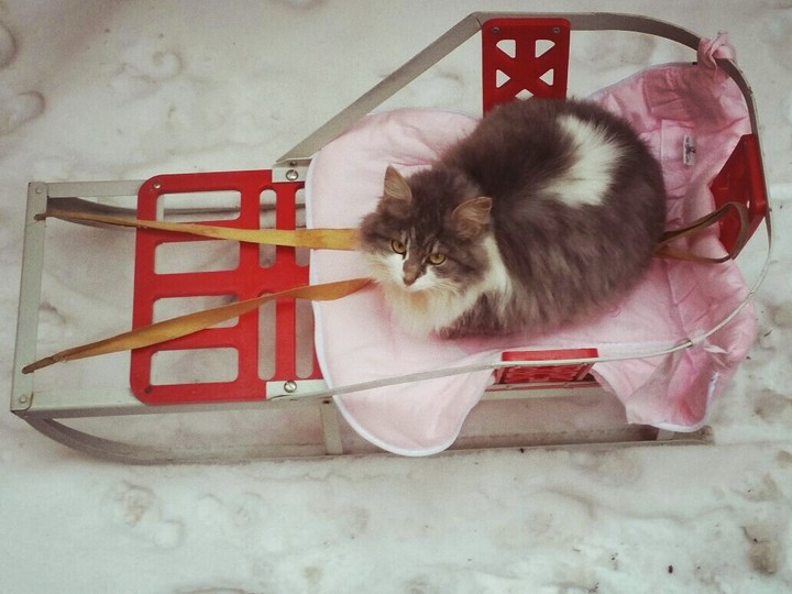 кошка любит кататься на санках
