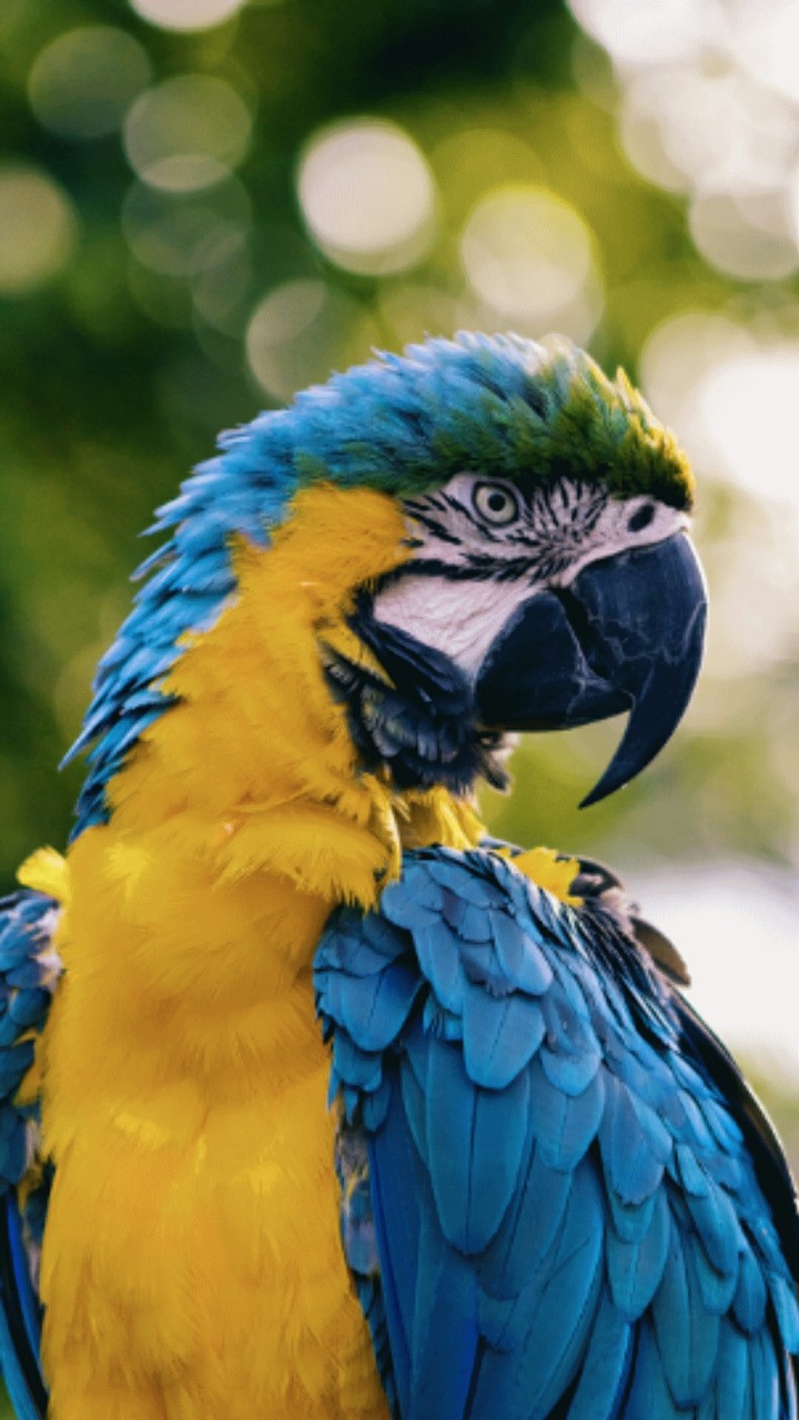 Parrot