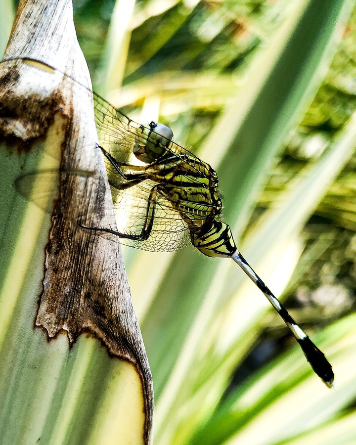 dragonfly