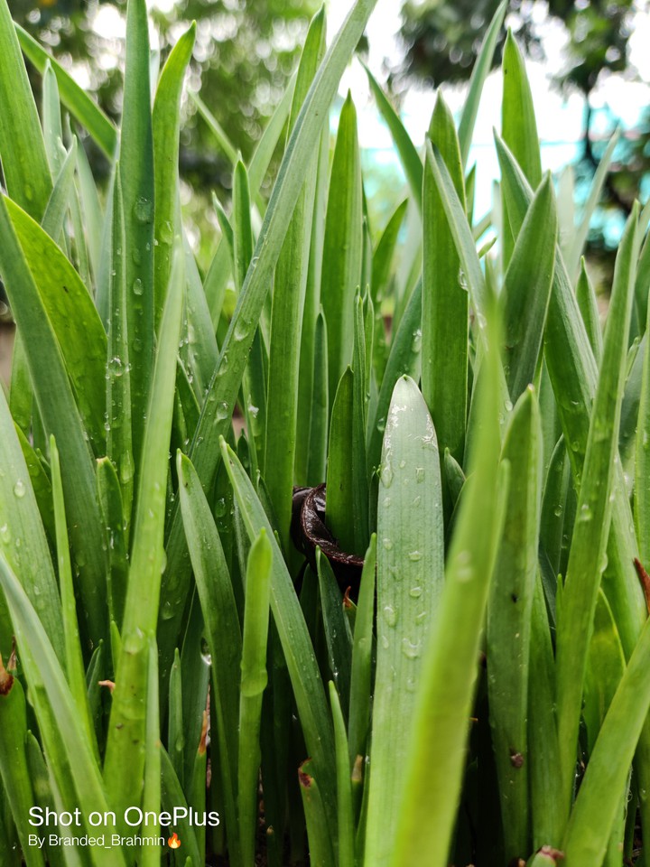 Drops ?