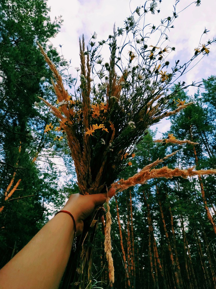 полевые цветы