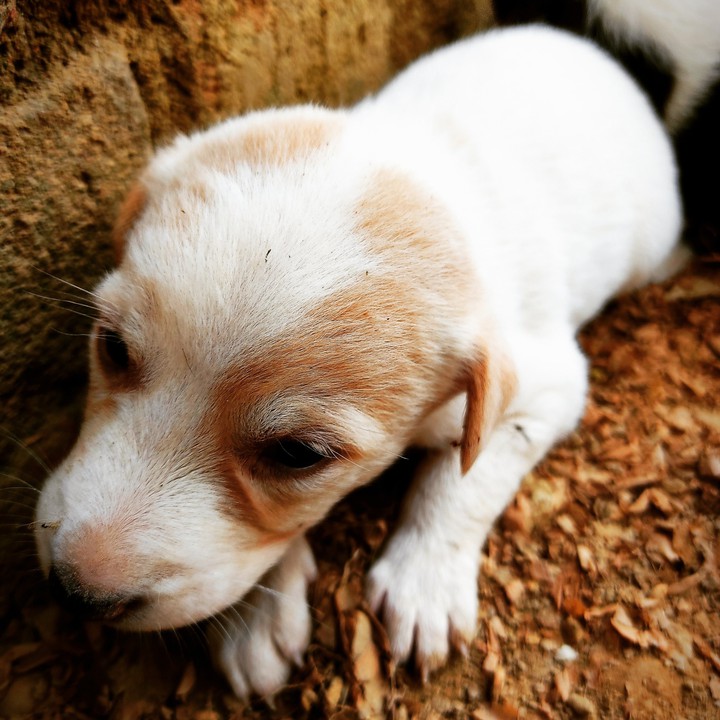 dog