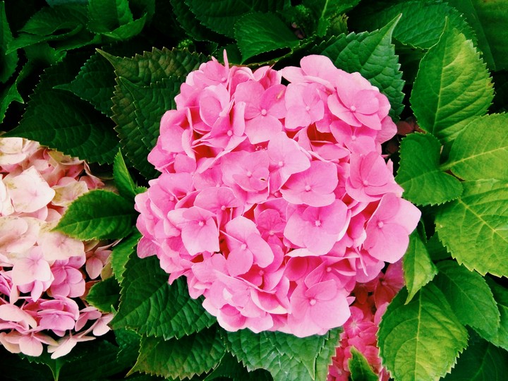 flower