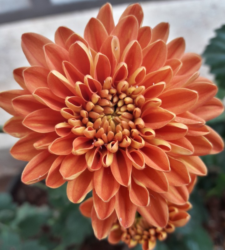 natural blossoms