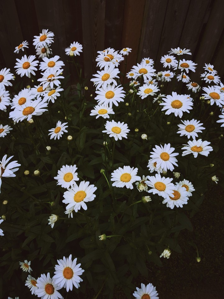Daisy