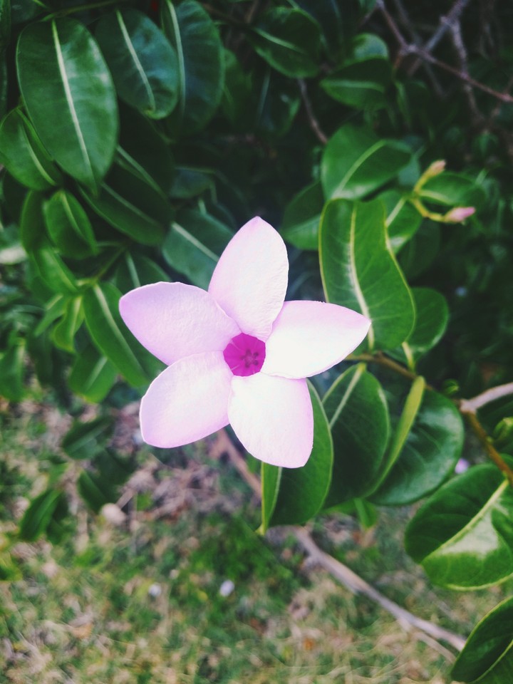 flower