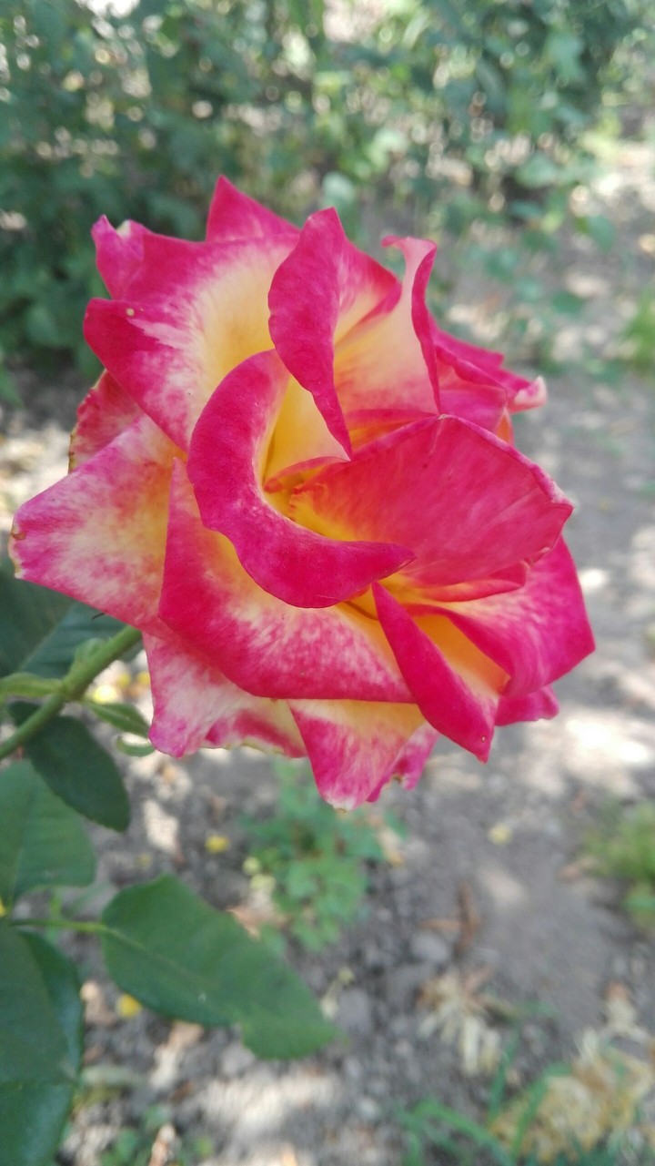 Rose2©