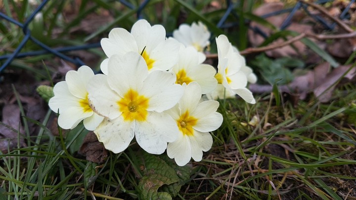 Blumen