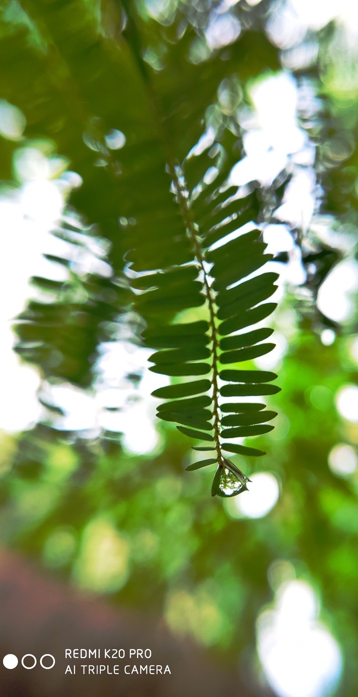 rainy drops