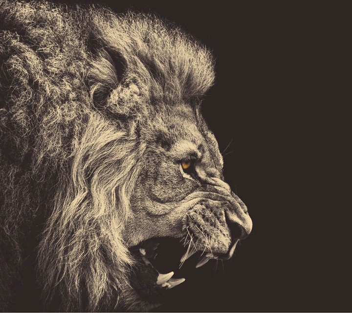 The King