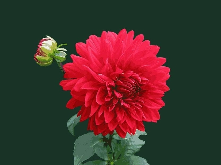 rose