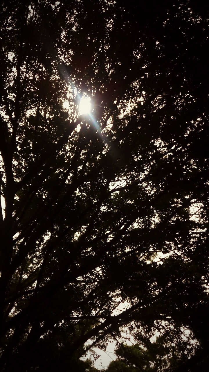 sunlight through the woods...