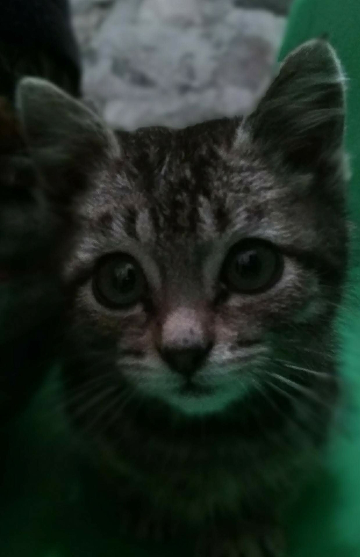 My little heart