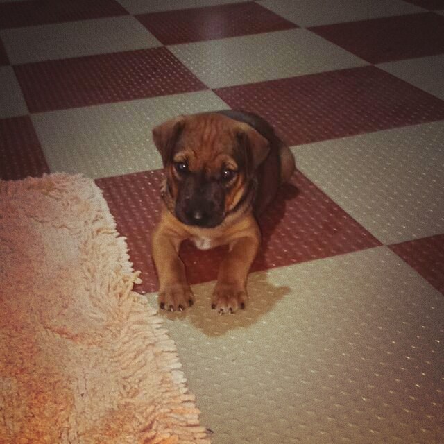 innocent and cute face of doggie?