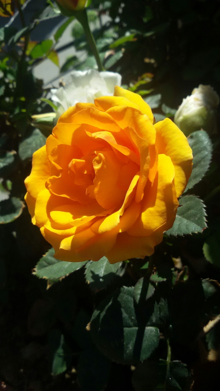 rose
