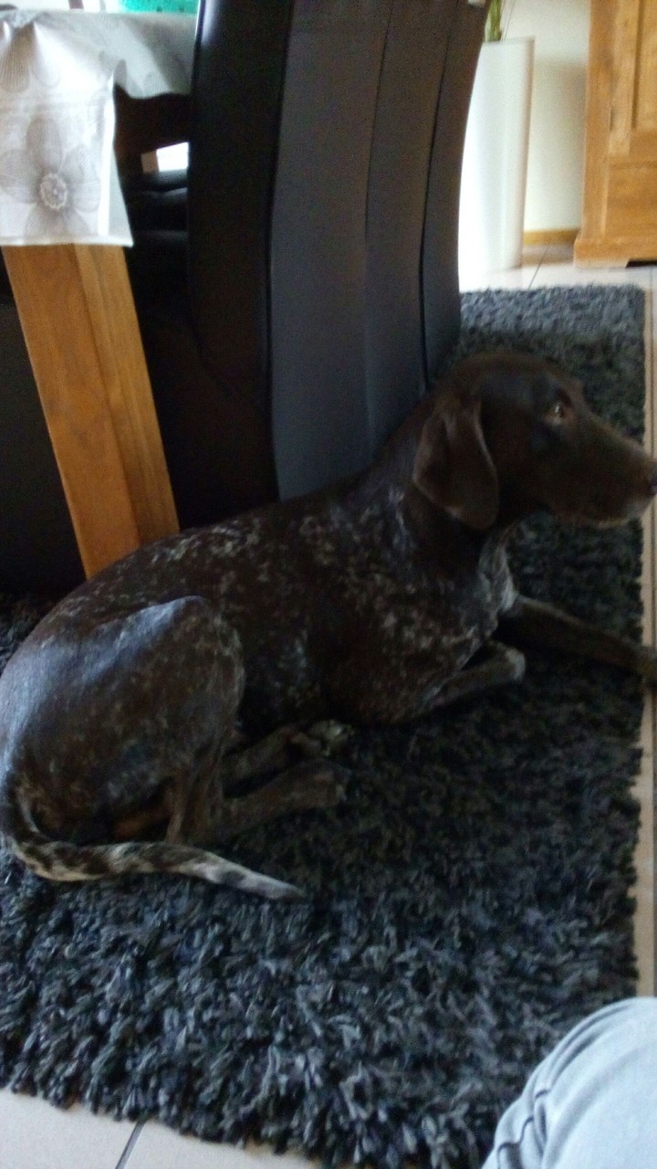jambo the dog