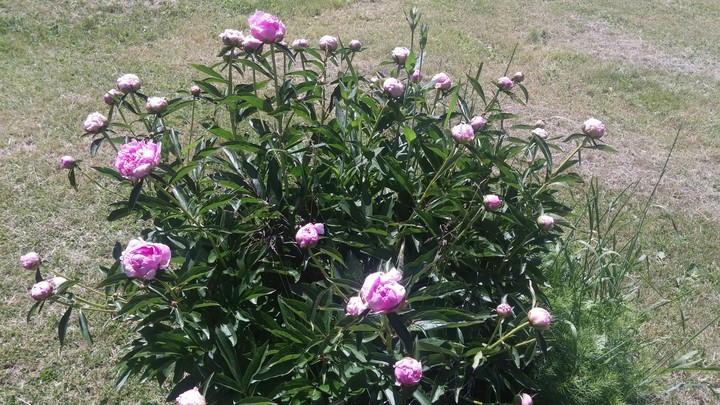 peonies the beginning