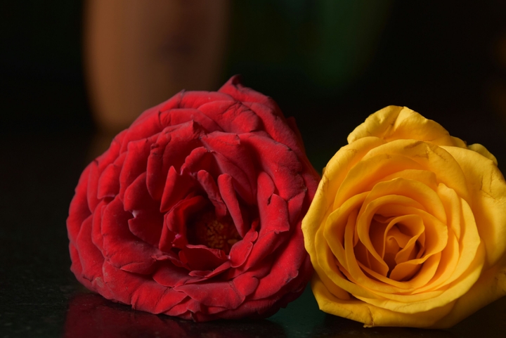 Red Yellow Rose