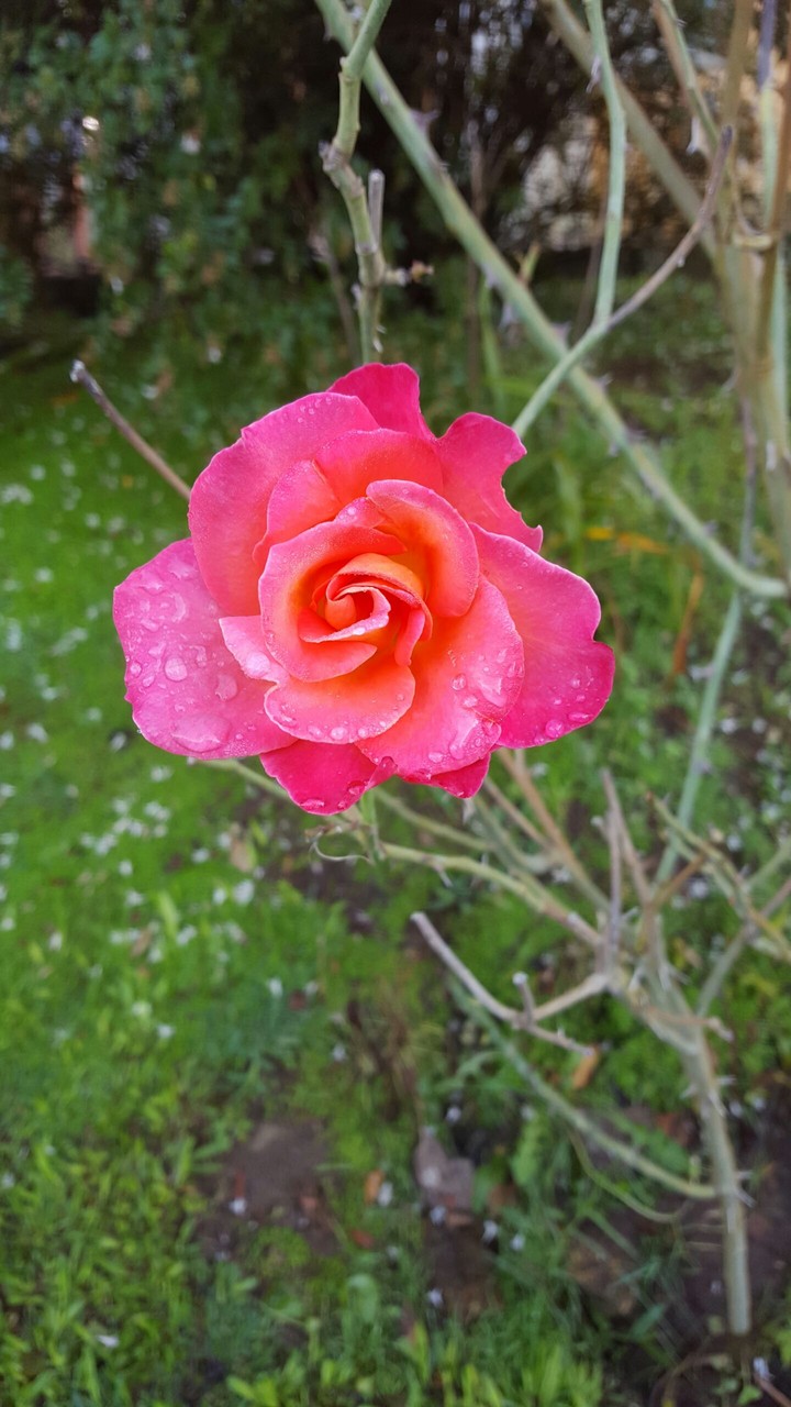 Rosa