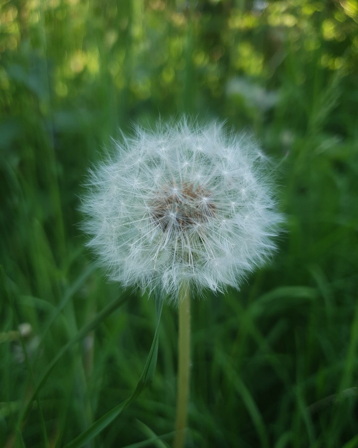 spring