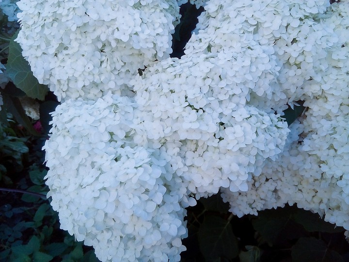 More white
