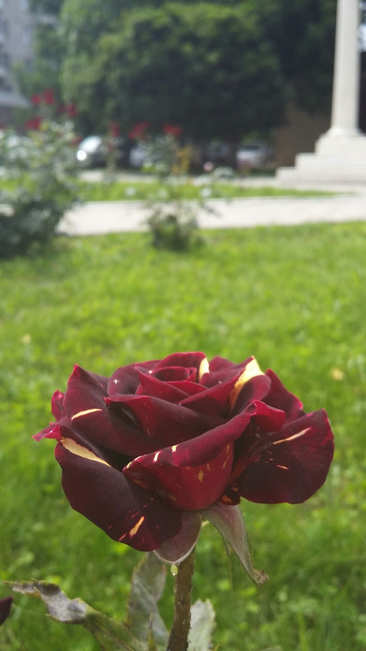 в парке