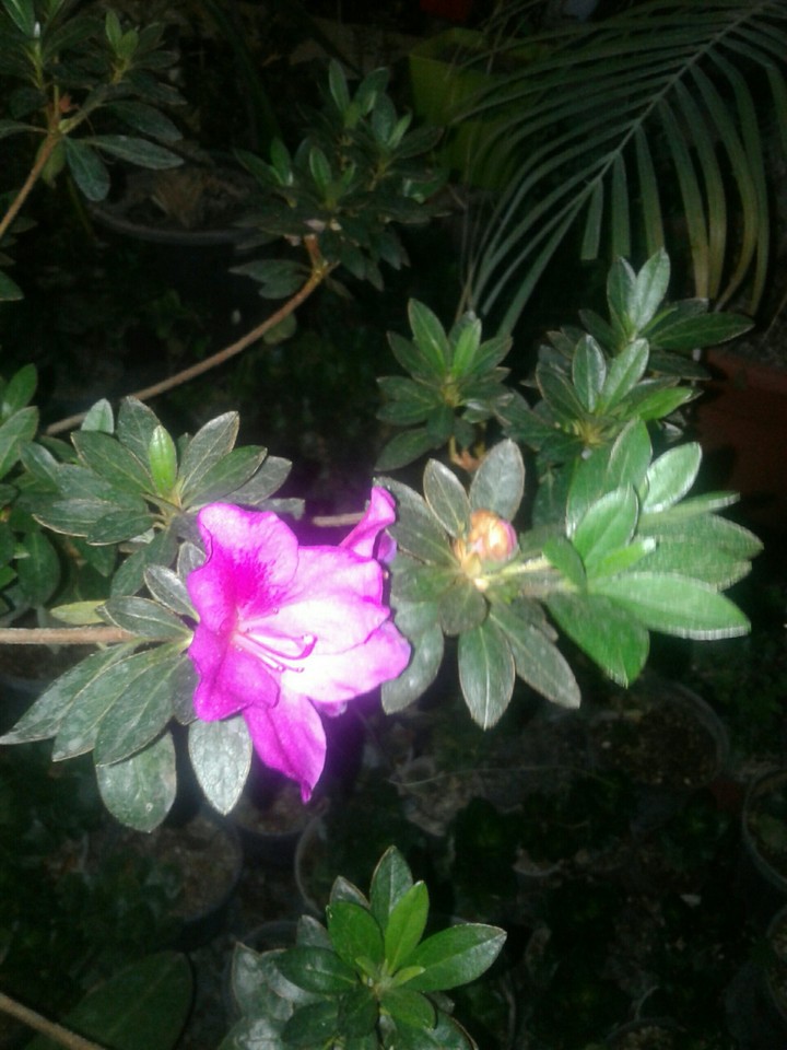 A flower that truely took my eye