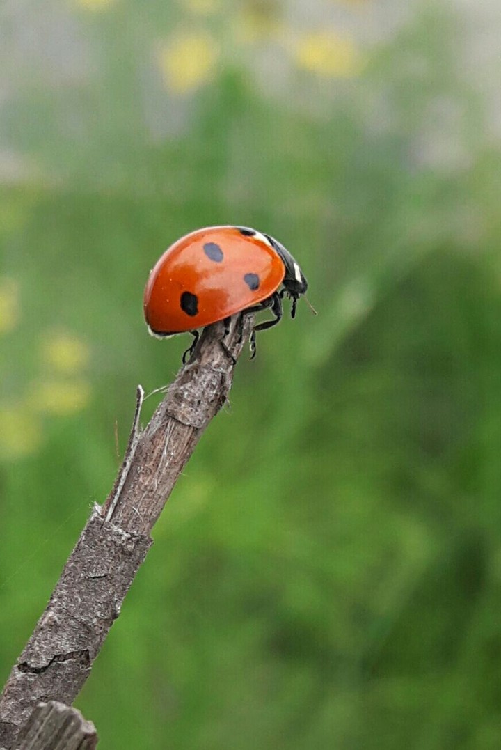 Ladybug Over The Horizon