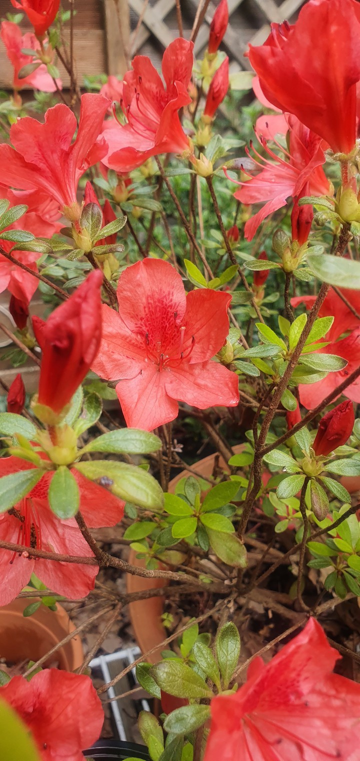 orange flowers