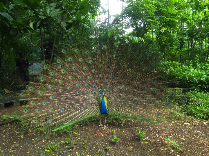 Indian  National  Bird