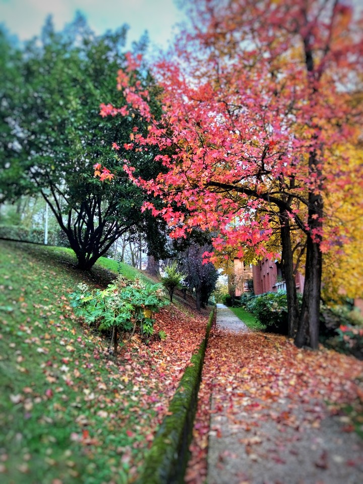 Autumn colours