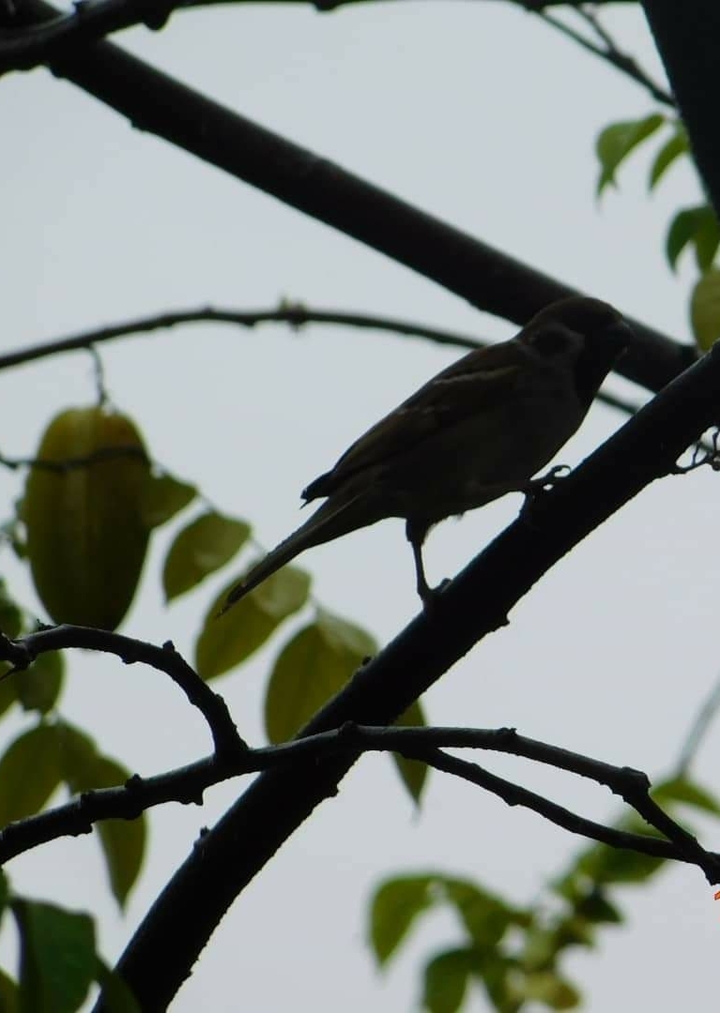 bird