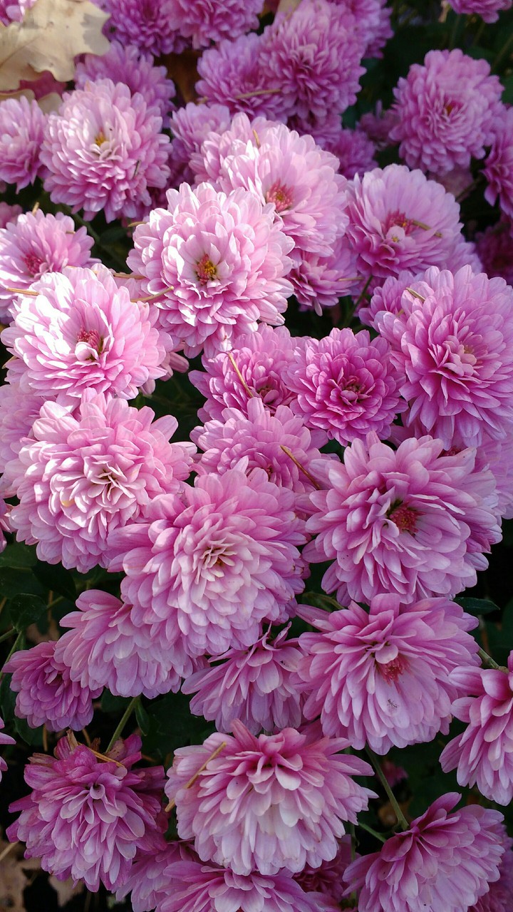autumn flowers