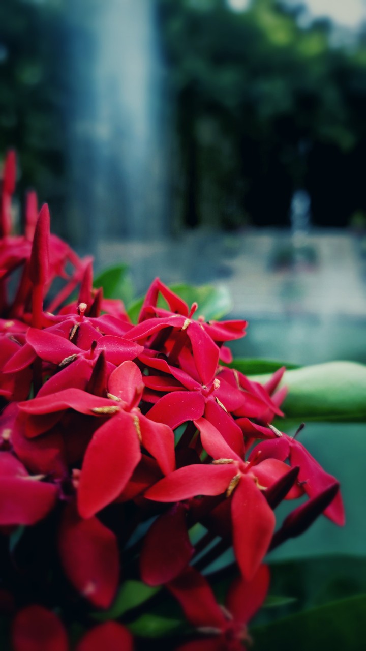 Red flowers