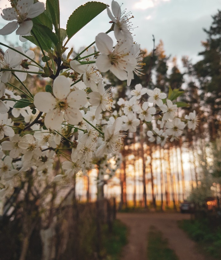 Flowering