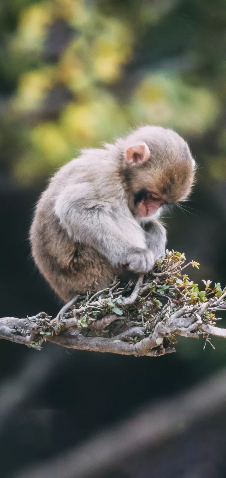 clever monkey