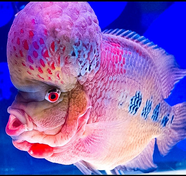 The Flower Hornfish