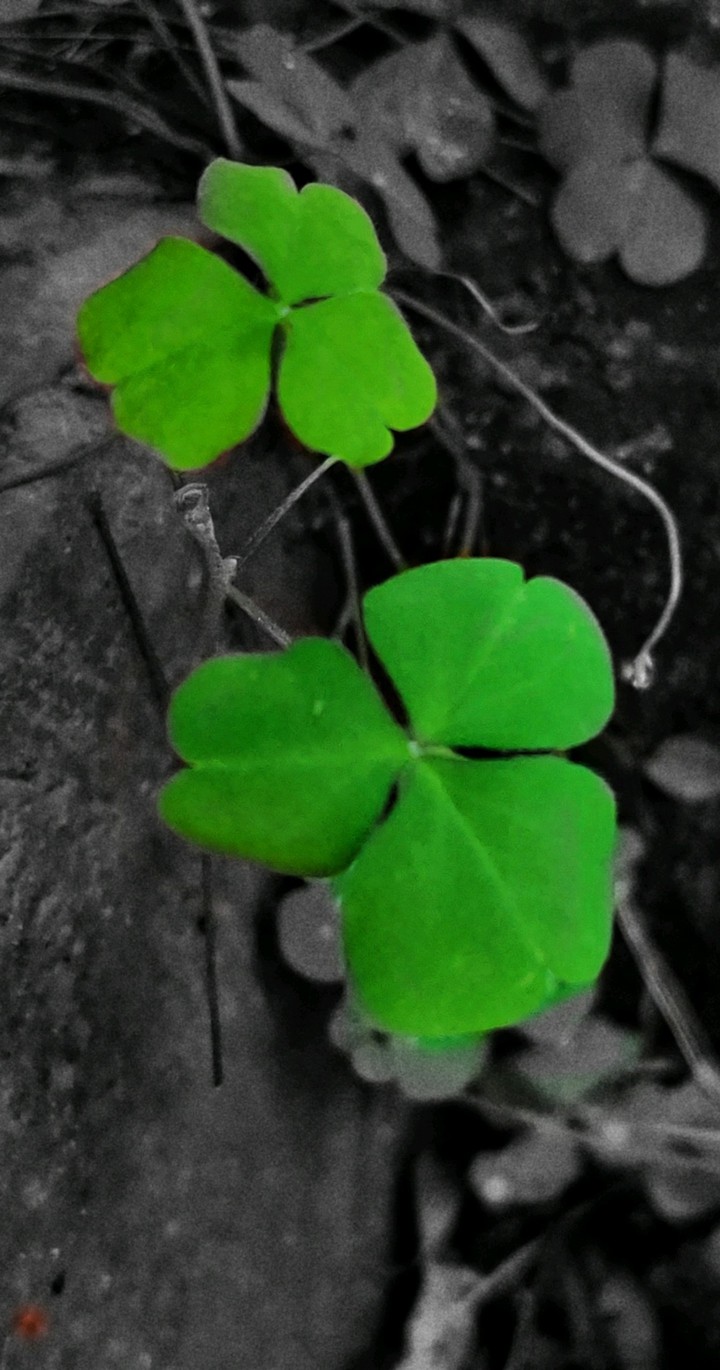 monochrome green