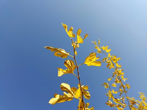 twig, sky Hintergrundbilder