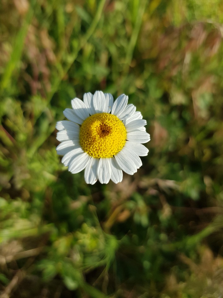 papatya