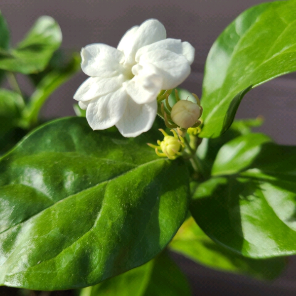 Jasmine